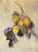 Claude Monet Branch from a Lemon Tree Spain oil painting reproduction